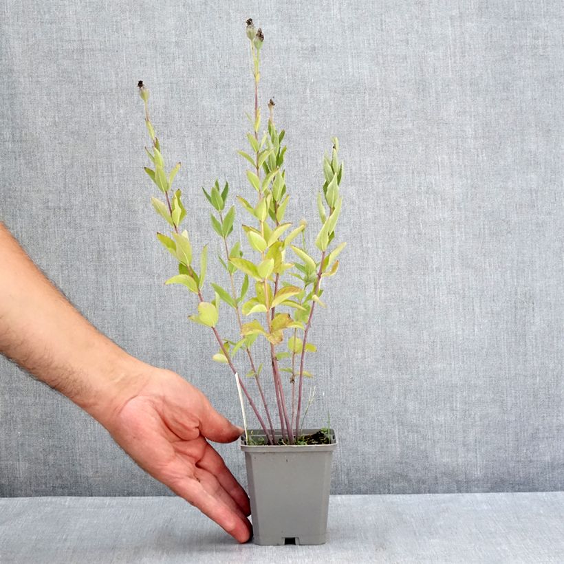 Spécimen de Platycodon grandiflorus Fuji Blue Godet de 8/9 cm tel que livré en été