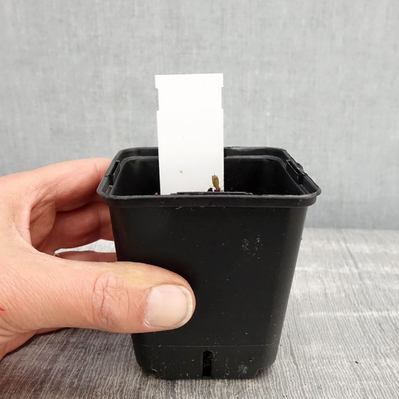 Example of Platycodon grandiflorus Fuji Blue Godet de 8/9 cm as you get in printemps