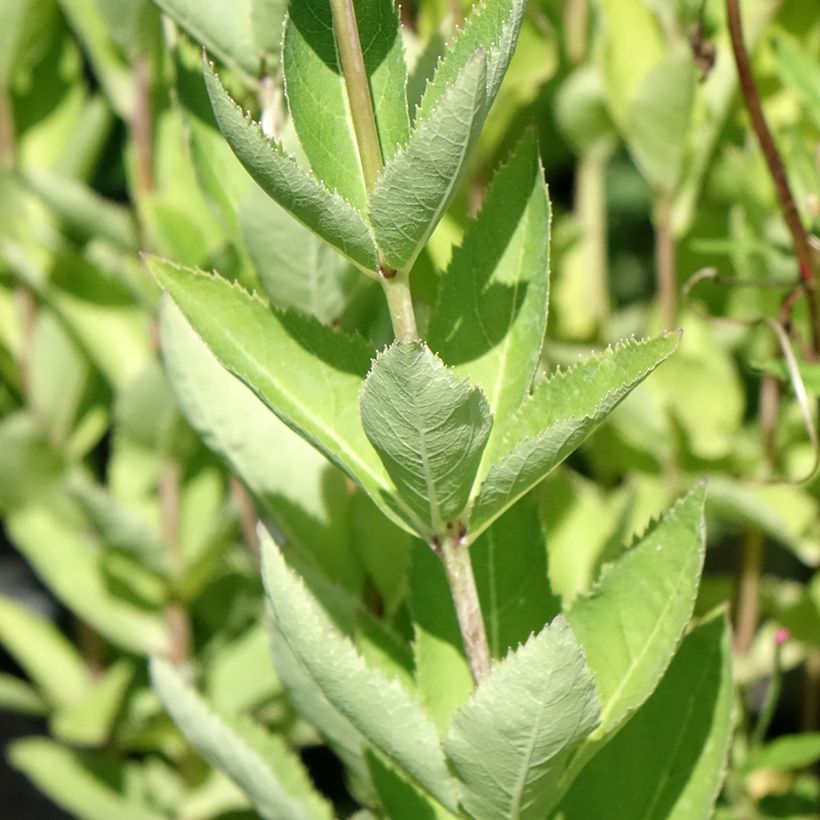 Platycodon grandiflorus Fuji Blue (Foliage)