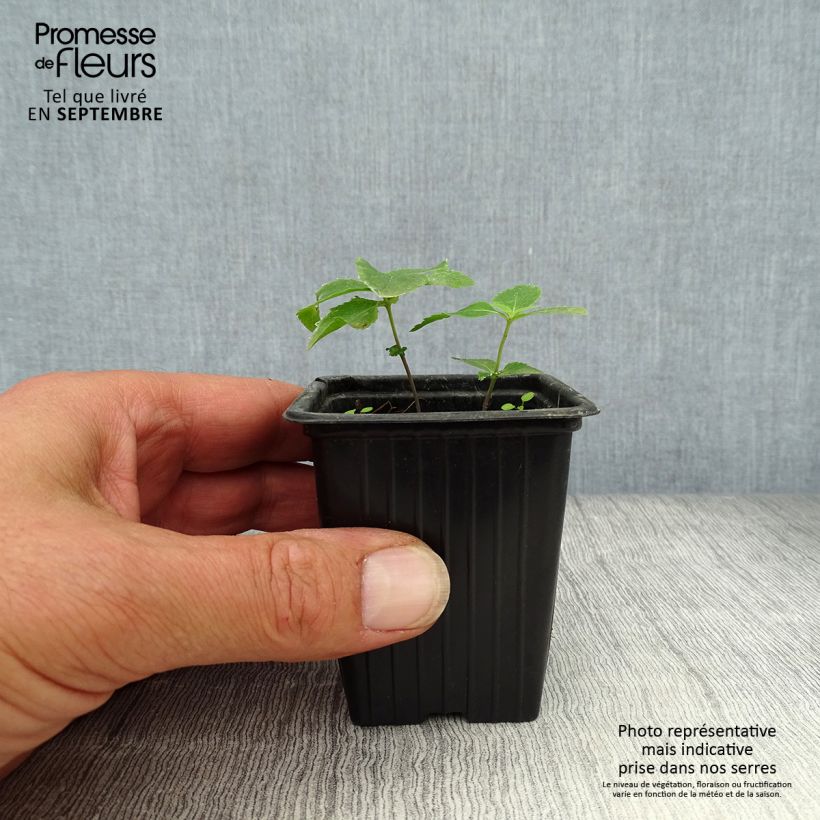 Spécimen de Platycodon grandiflorus Perlmutterschale Godet de 7/8 cm tel que livré en automne
