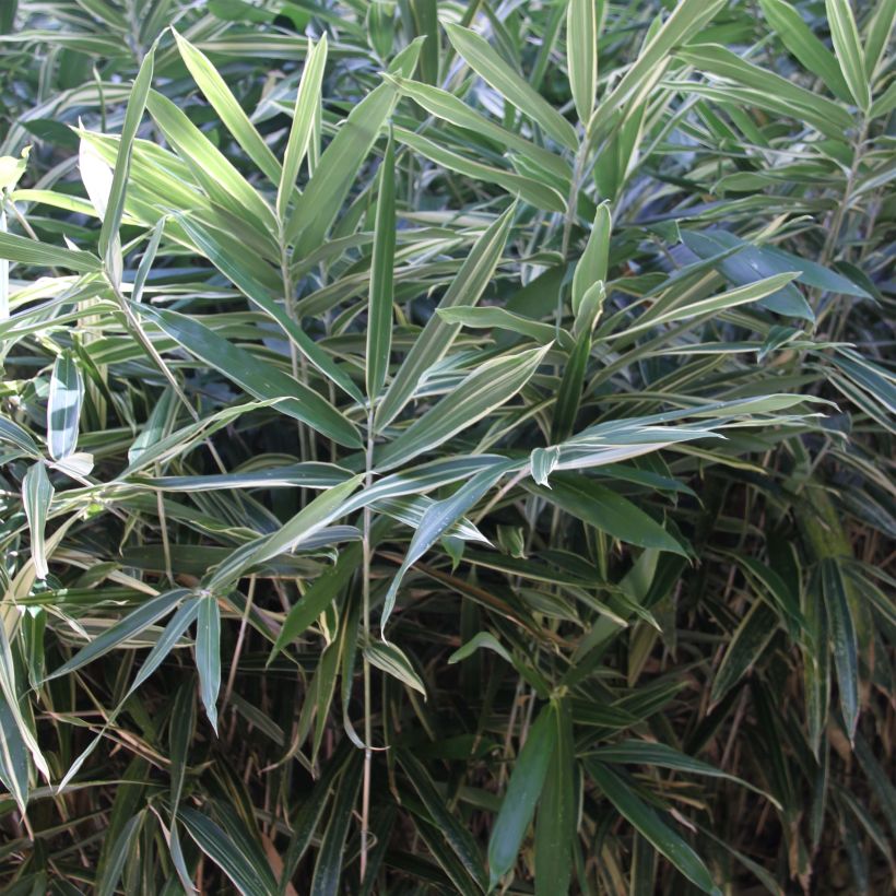 Pleioblastus fortunei Variegatus - Bambou nain (Foliage)