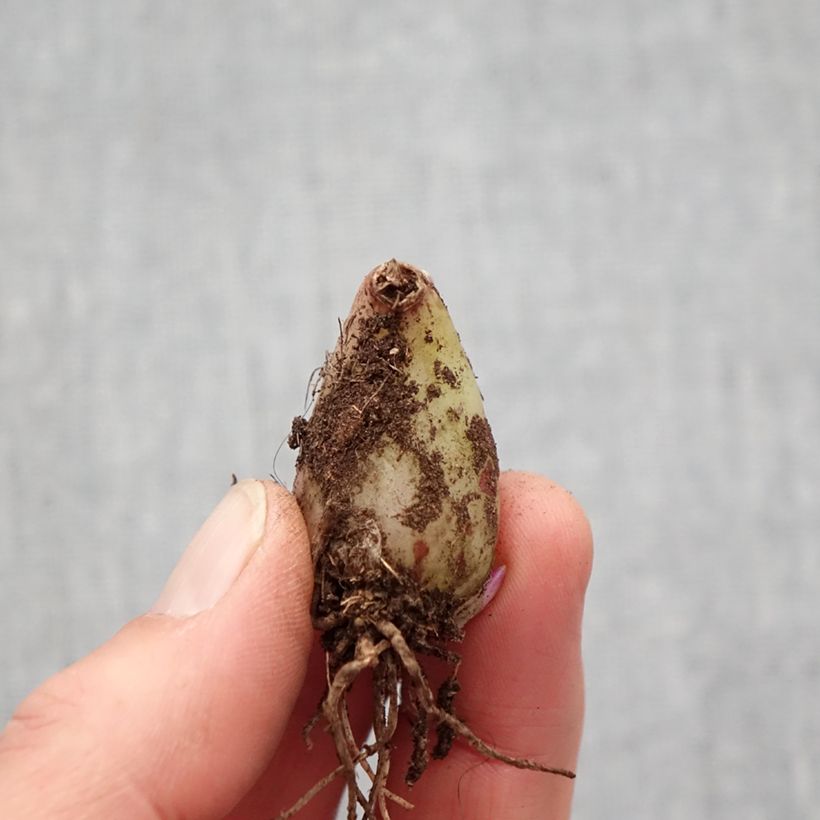 Spécimen de Pleione forrestii Bulbe calibre I tel que livré au printemps