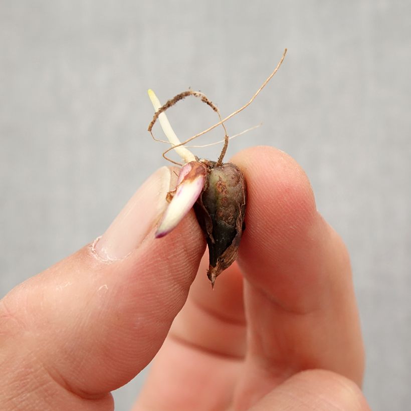 Example of Pleione Tongariro Bulbe calibre I as you get in printemps