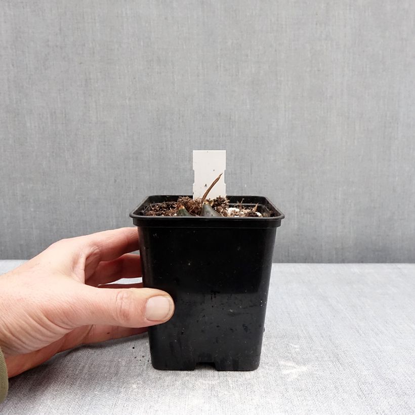 Example of Pleione Tongariro Pot de 10 cm/11cm calibre I as you get in hiver