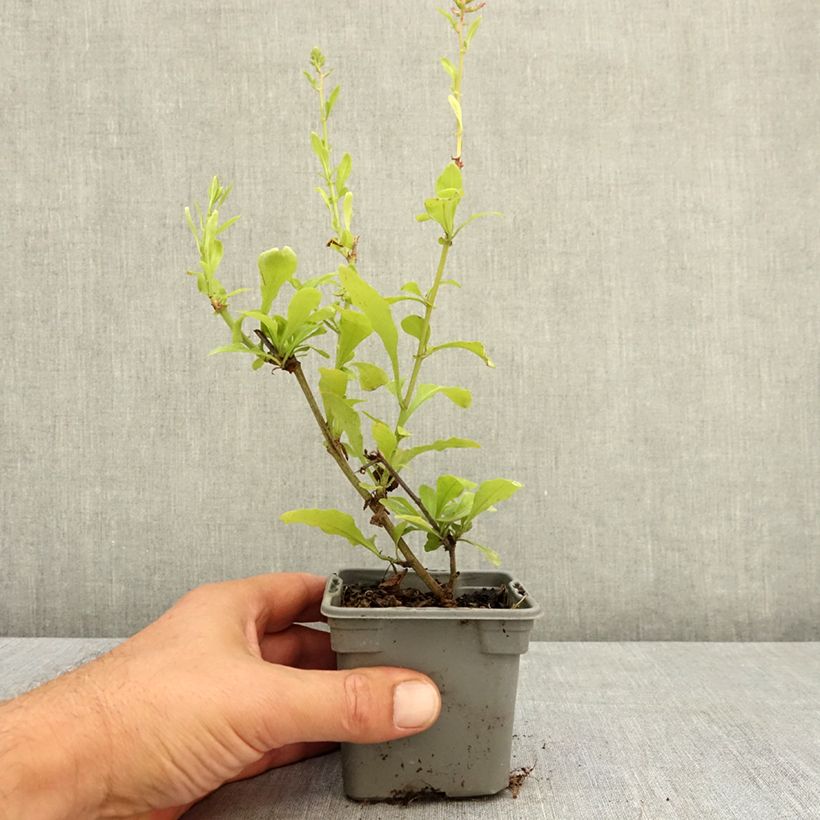 Spécimen de Plumbago auriculata Dark Blue - Plumbago du Cap Dark Blue  Godet de 8/9 cm tel que livré en été