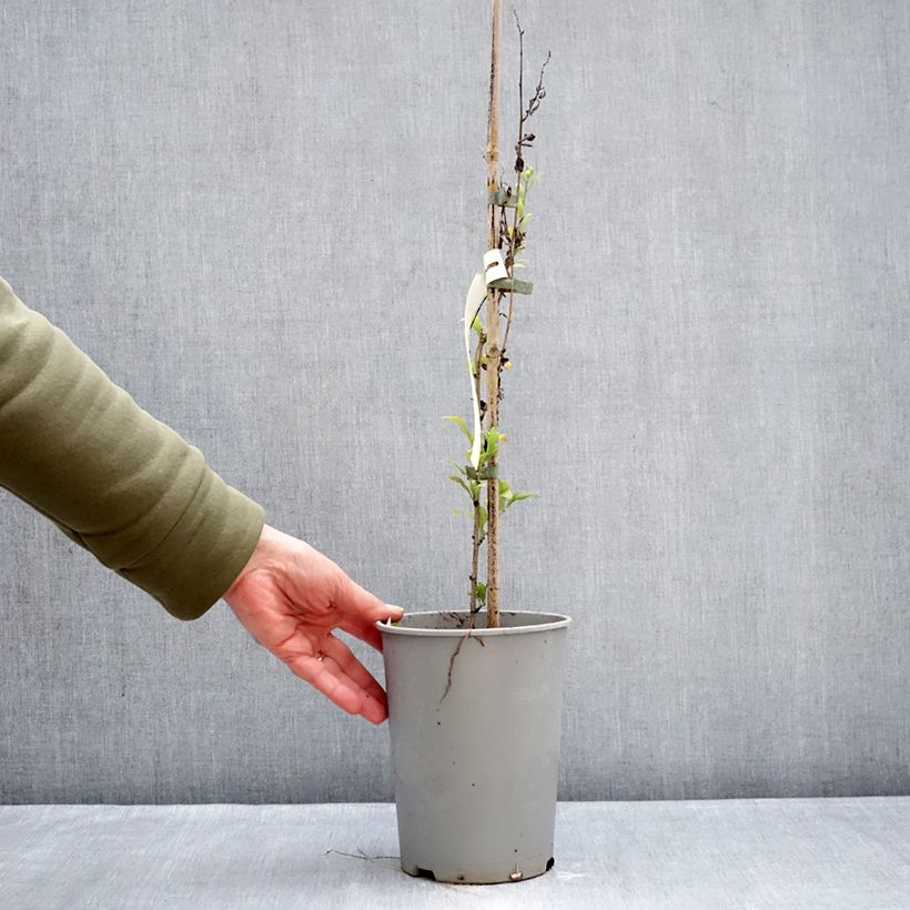 Example of Plumbago auriculata - Plumbago capensis - Dentelaire du Cap Pot de 2L/3L as you get in hiver