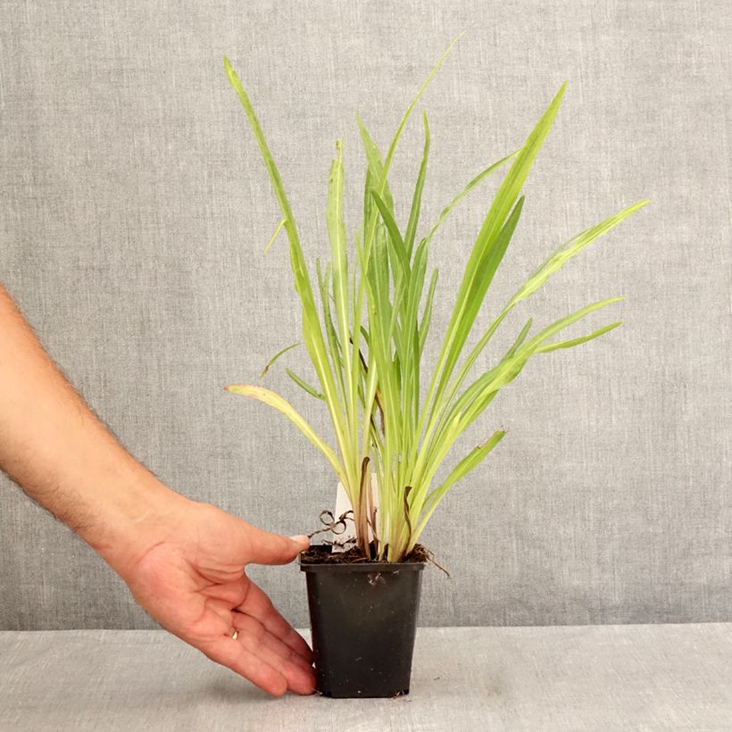 Spécimen de Plume du Kansas, Liatris spicata Floristan Violet Godet de 8/9 cm tel que livré en été