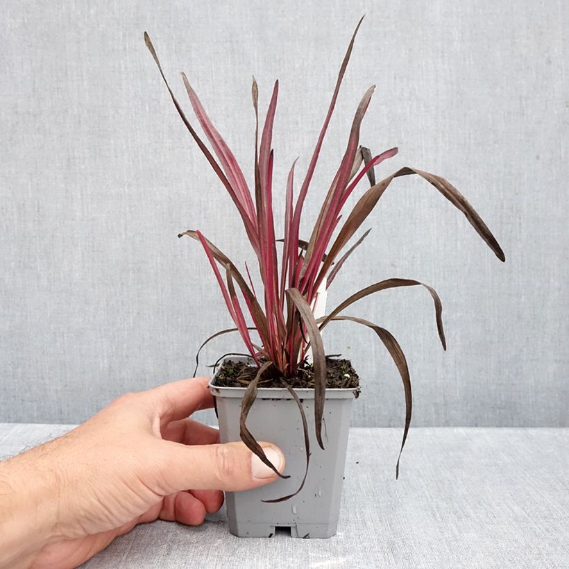 Spécimen de Plume du Kansas ou Liatris spicata Kobold Godet de 8/9 cm tel que livré en automne