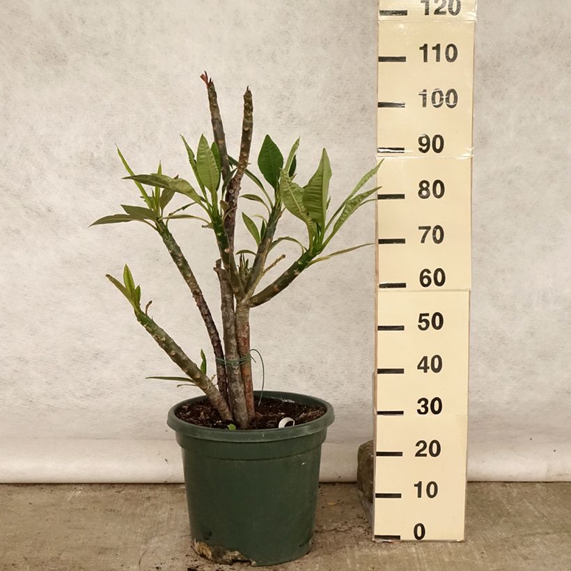 Spécimen de Plumeria rubra - Frangipanier rouge ou commun Pot de 6L/7L tel que livré en été