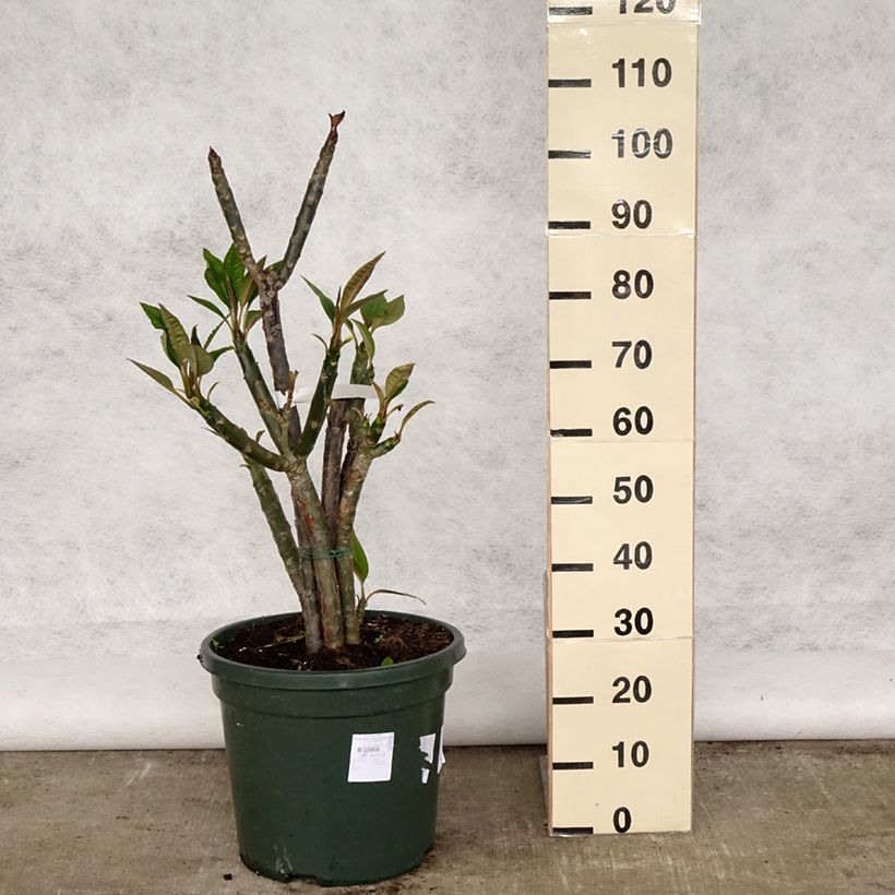 Example of Plumeria rubra - Frangipanier rouge ou commun Pot de 6L/7L as you get in printemps