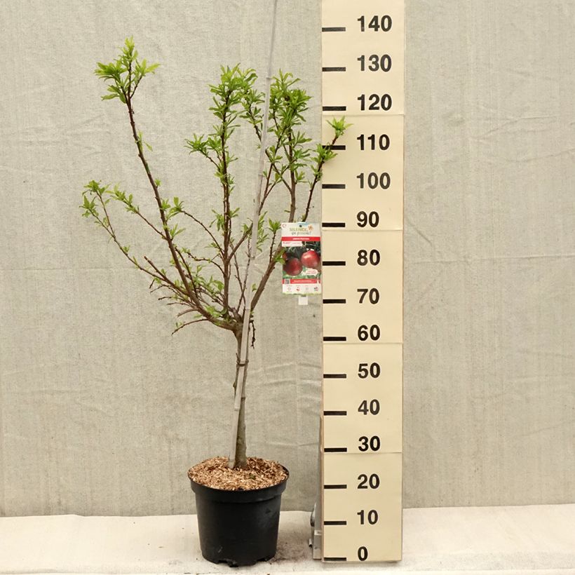 Example of Pluot Flavor Candy - Prunus Pluot Pot de 7,5L/10L, Gobelet as you get in printemps