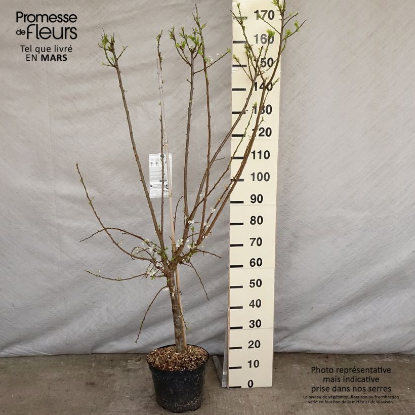 Spécimen de Pluot Flavor Supreme Pot de 7,5L/10L, Gobelet tel que livré au printemps