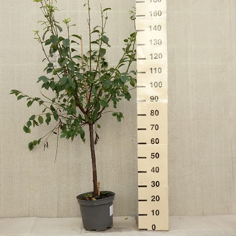 Spécimen de Pluot Pink Candy - Prunus Pluot Pot de 7,5L/10L, Gobelet tel que livré en automne