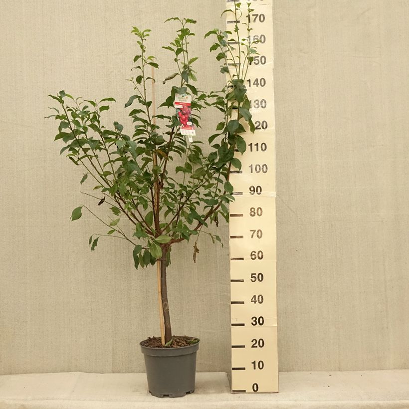 Spécimen de Pluot Pink Candy - Prunus Pluot Pot de 7,5L/10L, Gobelet tel que livré en été
