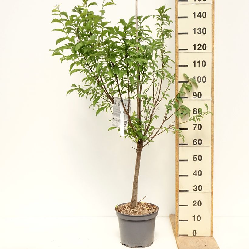 Example of Pluot Pink Candy - Prunus Pluot Pot de 7,5L/10L, Gobelet as you get in printemps