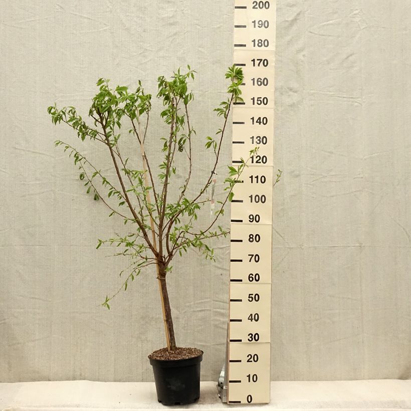 Spécimen de Pluot Purple Candy - Prunus Pluot Pot de 7,5L/10L, Gobelet tel que livré au printemps