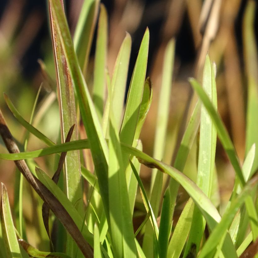Poa chaixii - pâturin des Sudètes (Foliage)