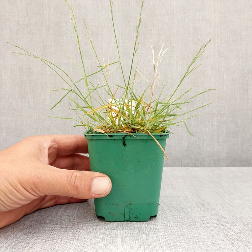 Example of Poa glauca Blue Hills - Pâturin glauque Godet de 8/9 cm as you get in printemps