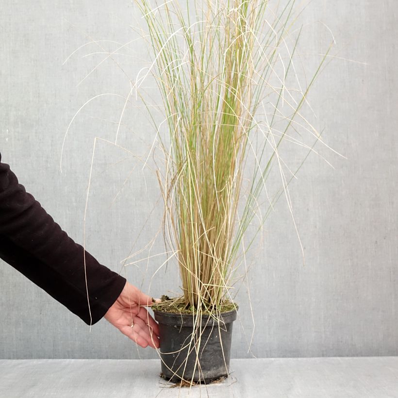 Spécimen de Poa labillardieri - Pâturin Pot de 2L/3L tel que livré en automne