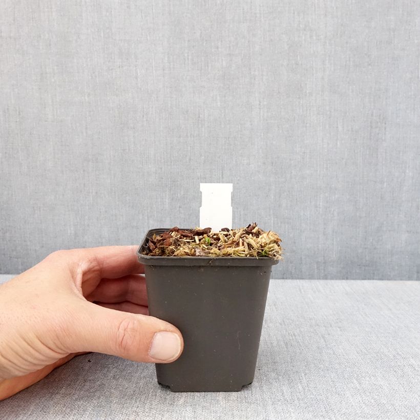 Example of Podophyllum delavayi - Dysosma delavayi Godet de 8/9 cm as you get in printemps