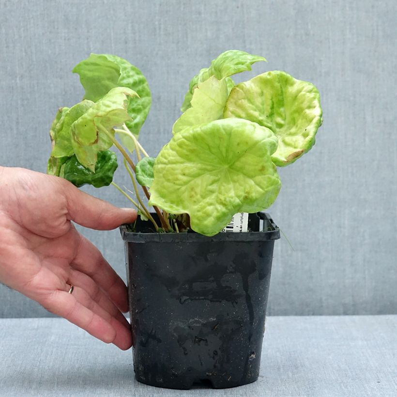 Spécimen de Podophyllum Spotty Dotty - Dysosma Pot de 1L/1,5L tel que livré en été