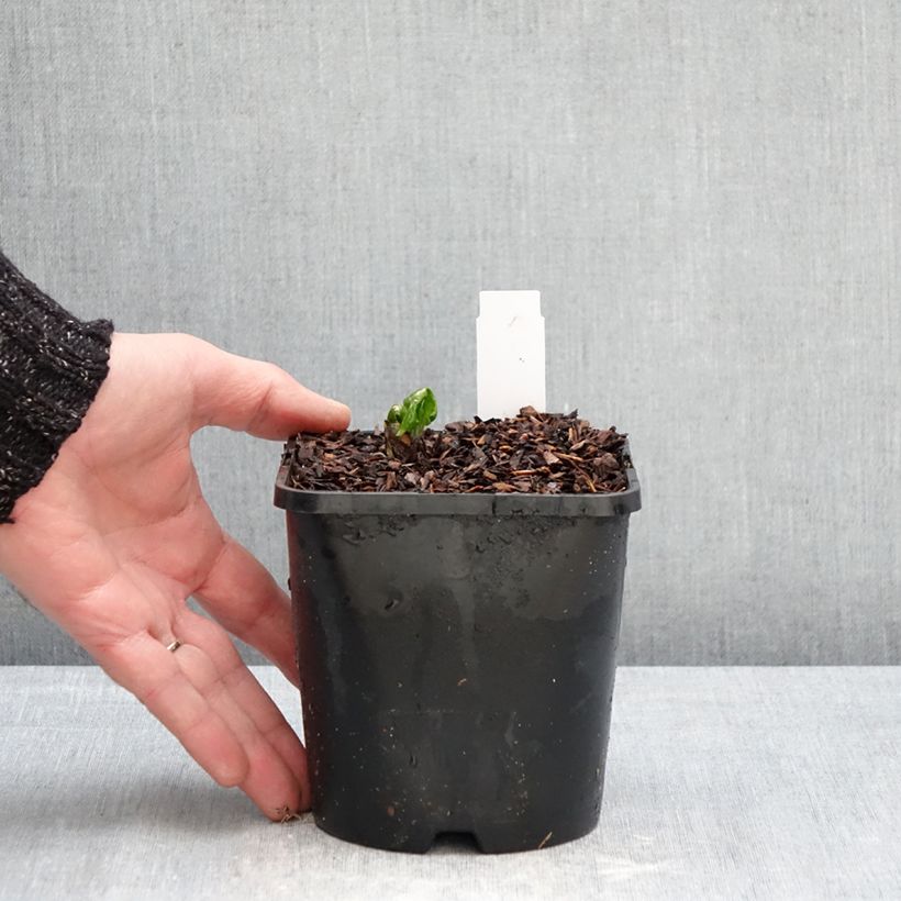 Example of Podophyllum Spotty Dotty - Dysosma Pot de 1L/1,5L as you get in hiver