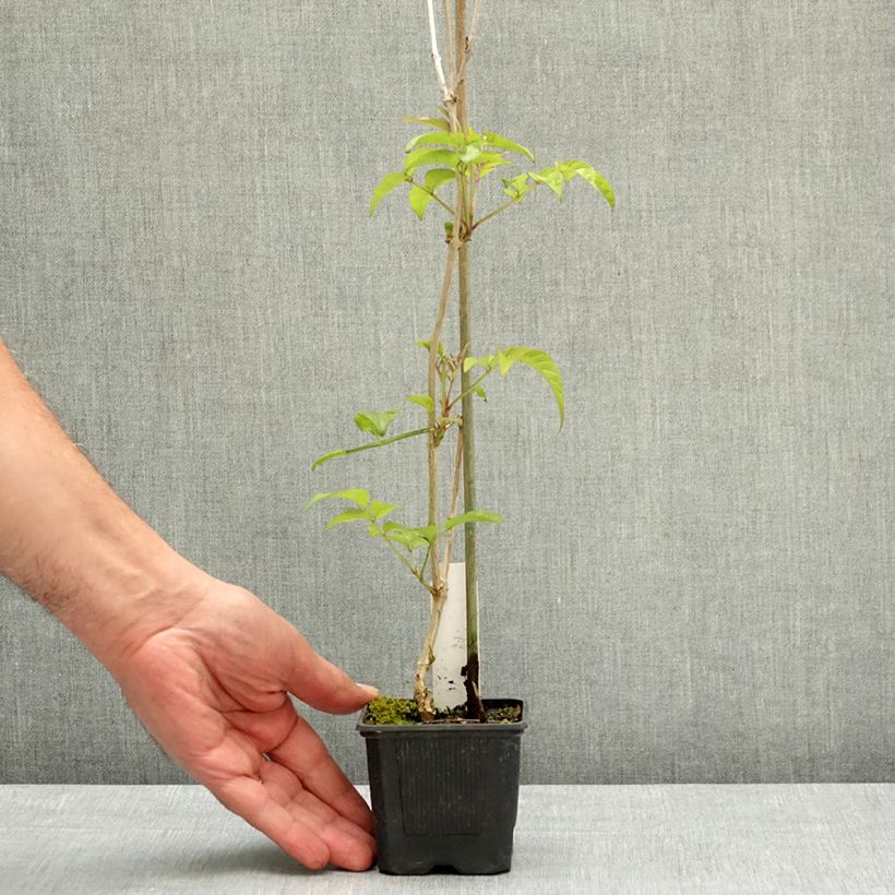 Spécimen de Podranea ricasoliana Comtesse Sarah - Bignone rose Pot de 12 cm / 13 cm tel que livré au printemps