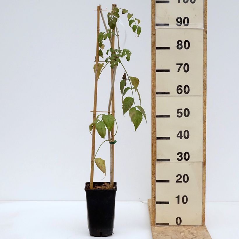 Spécimen de Podranea ricasoliana Comtesse Sarah - Bignone rose Pot de 2L/3L tel que livré au printemps