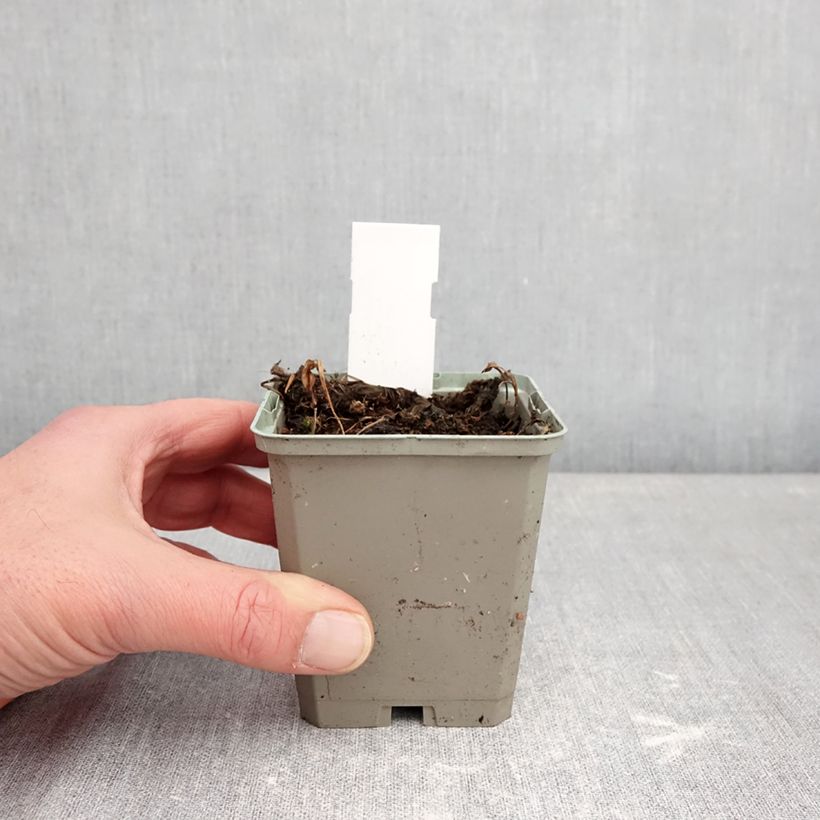 Example of Pogonia ophioglossoides - Pogonie langue-de-serpent Godet de 8/9 cm as you get in hiver