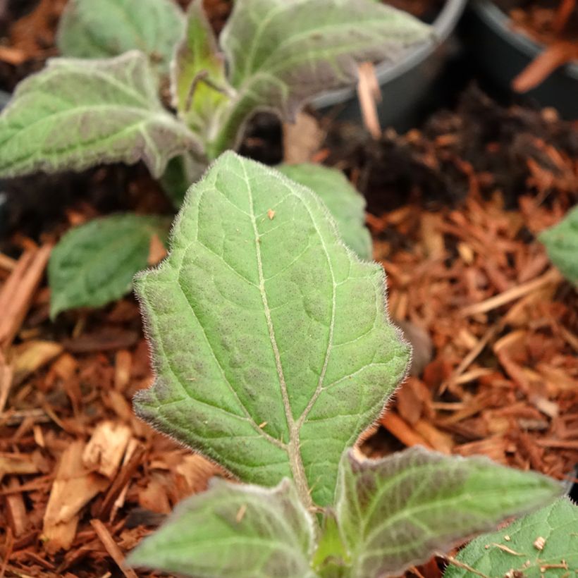 Poire de terre Morado - Smallanthus sonchifolius (Foliage)