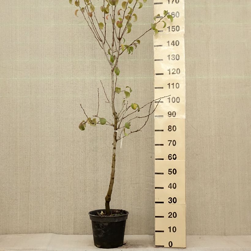 Spécimen de Poirier Beurre Giffard Pot de 7,5L/10L, Gobelet tel que livré en automne