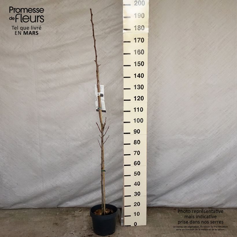 Example of Poirier colonnaire Londres - Pyrus communis Pot de 7,5L/10L, Colonnaire as you get in printemps