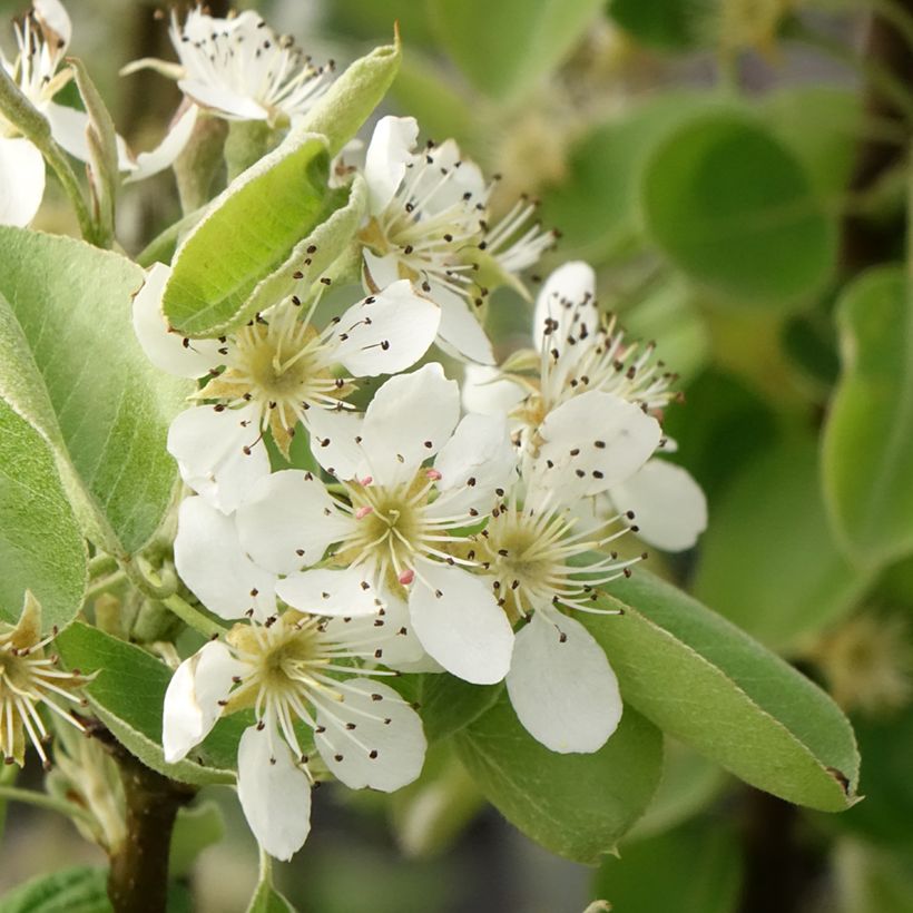 Poirier Comtesse de Paris - Georges Delbard (Flowering)