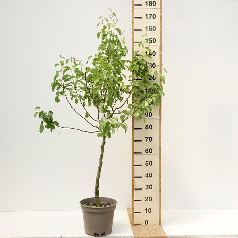 Example of Poirier Comtesse de Paris - Georges Delbard Pot de 7,5L/10L, Gobelet as you get in printemps