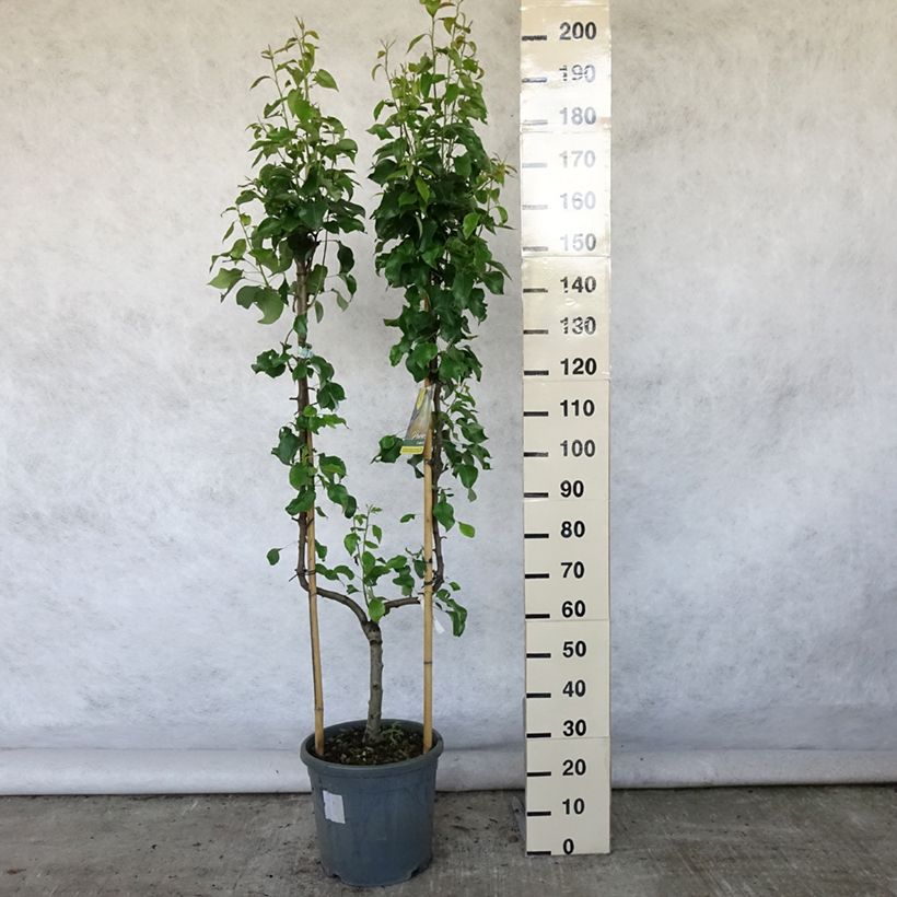 Spécimen de Poirier Conférence Pot de 7,5L/10L, Palmette simple U tel que livré en été