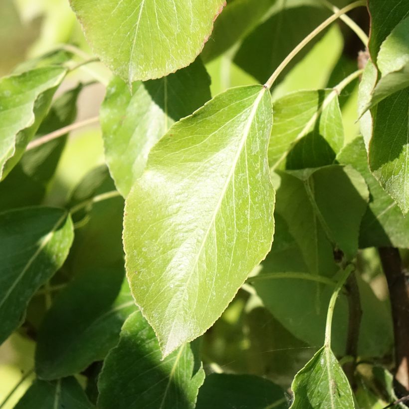 Poirier Delbard Gourmande - Georges Delbard (Feuillage)
