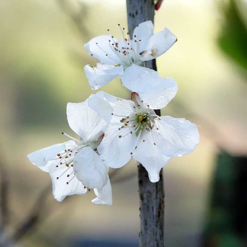 Poirier Doyenné du Comice (Flowering)