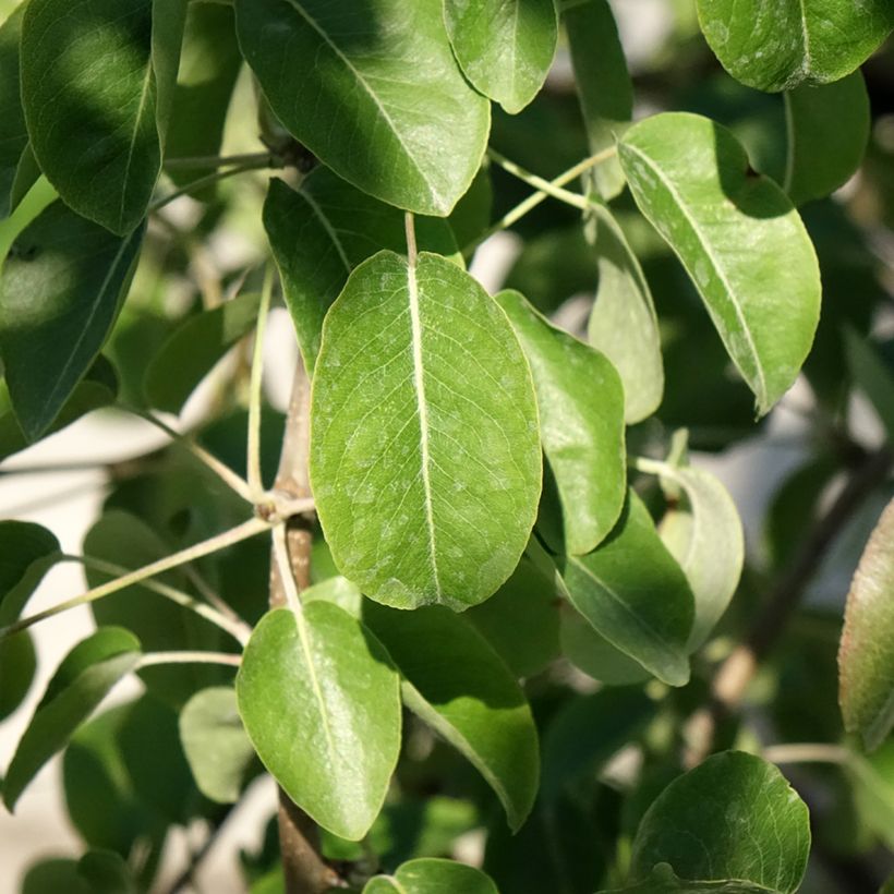 Poirier Dubbele Philip - Beurre de Mérode (Feuillage)