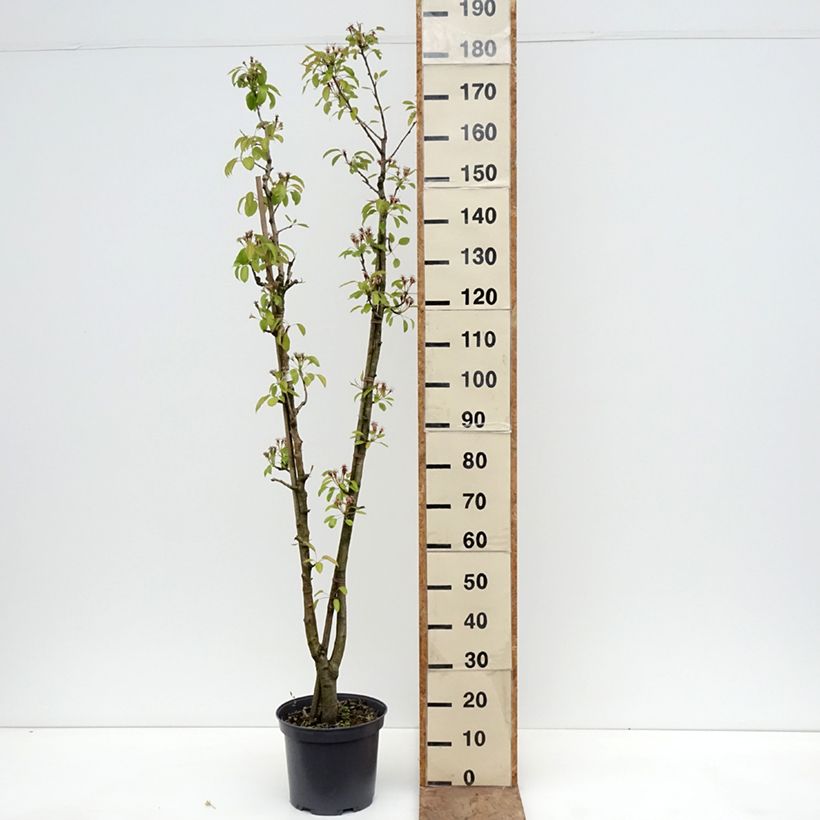 Spécimen de Poirier Duo Williams et Louise Bonne D'Avranches Pot de 7,5L/10L tel que livré au printemps