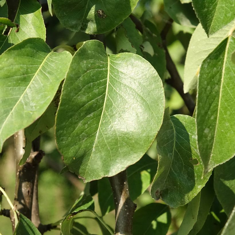 Poirier Fertilia Delbard (Feuillage)