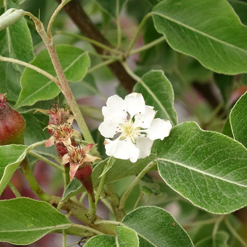 Poirier General Leclerc - Pyrus communis (Flowering)