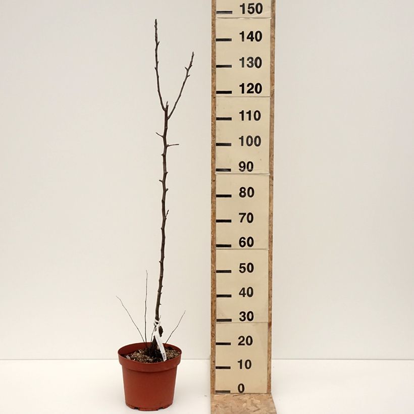 Spécimen de Poirier Jules Guyot Pot de 7,5L/10L, Scion tel que livré en hiver