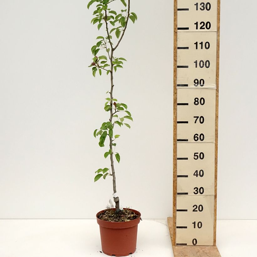 Example of Poirier Jules Guyot Pot de 7,5L/10L, Scion as you get in printemps