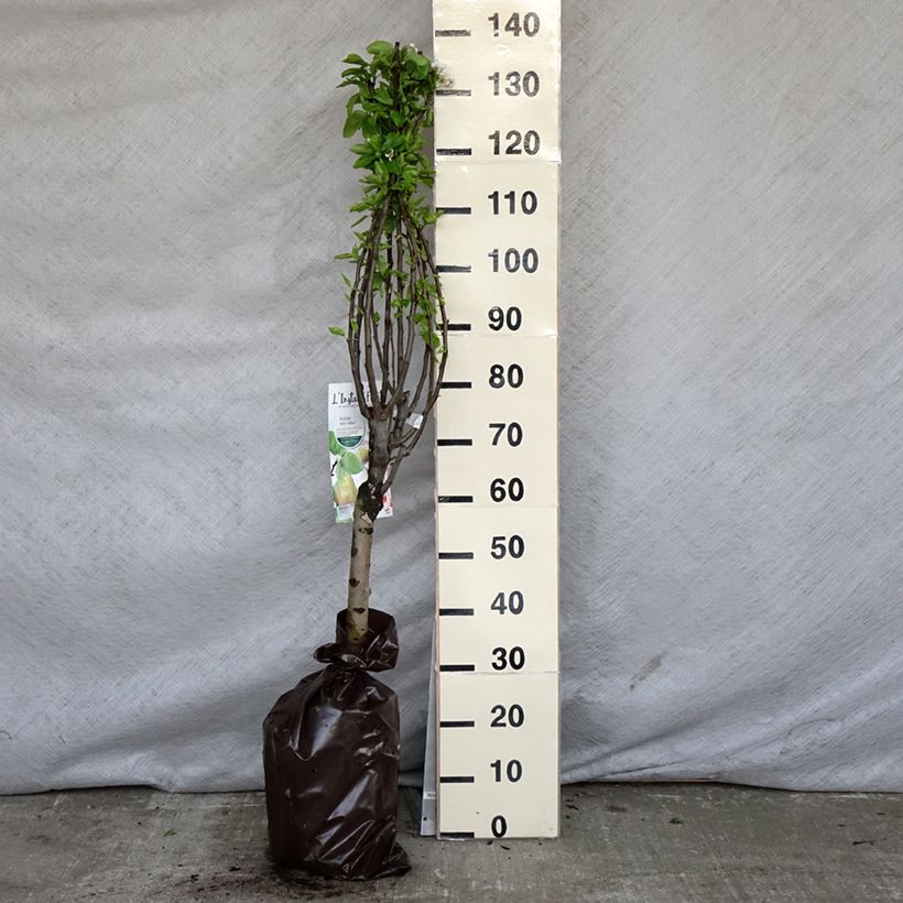 Example of Poirier nain Belle Hélène - Georges Delbard Motte "Prêt-à-planter", 1/4 de tige as you get in printemps