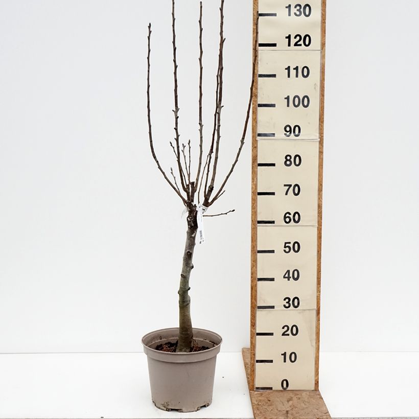 Example of Poirier nain Belle Hélène - Georges Delbard Pot de 7,5L/10L, 1/4 de tige as you get in hiver