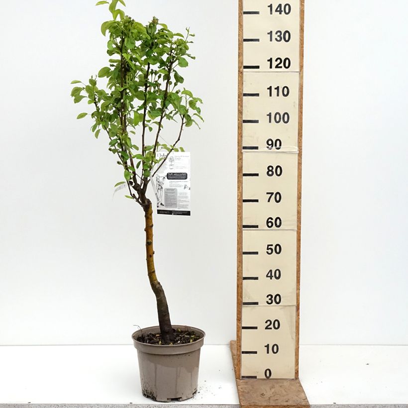 Spécimen de Poirier nain Belle Hélène - Georges Delbard Pot de 7,5L/10L, 1/4 de tige tel que livré au printemps