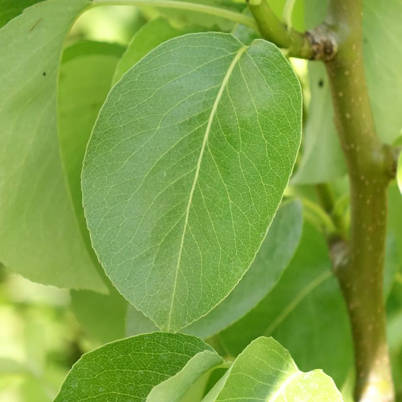 Poirier nain Condo (Foliage)