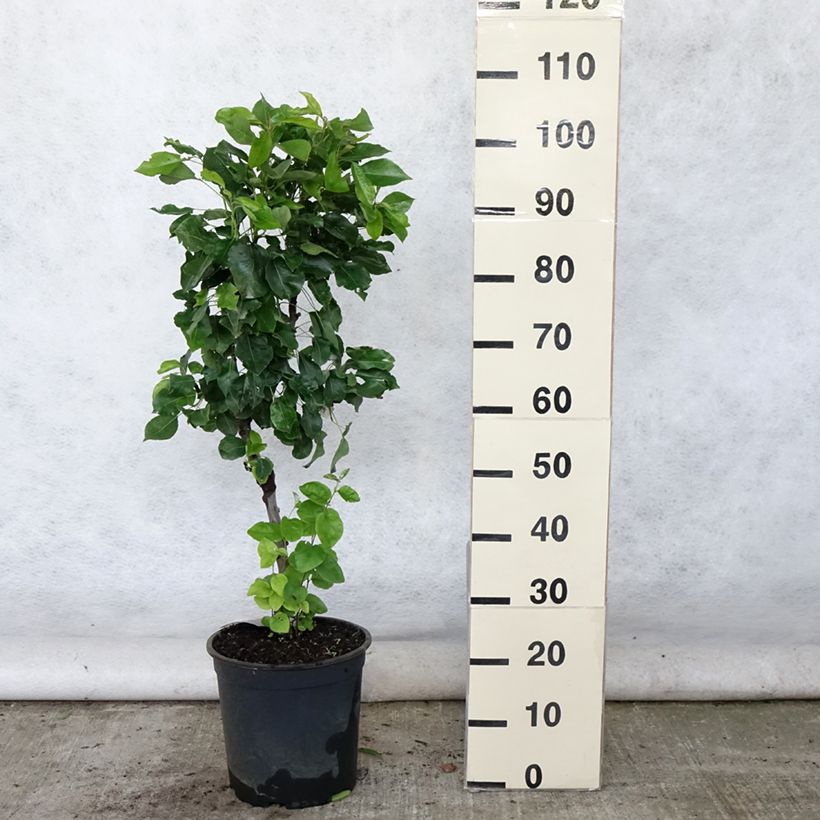 Spécimen de Poirier nain Louisa (Luisa) Pot de 7,5L/10L, 1/4 de tige, Tige de 30 cm tel que livré en été