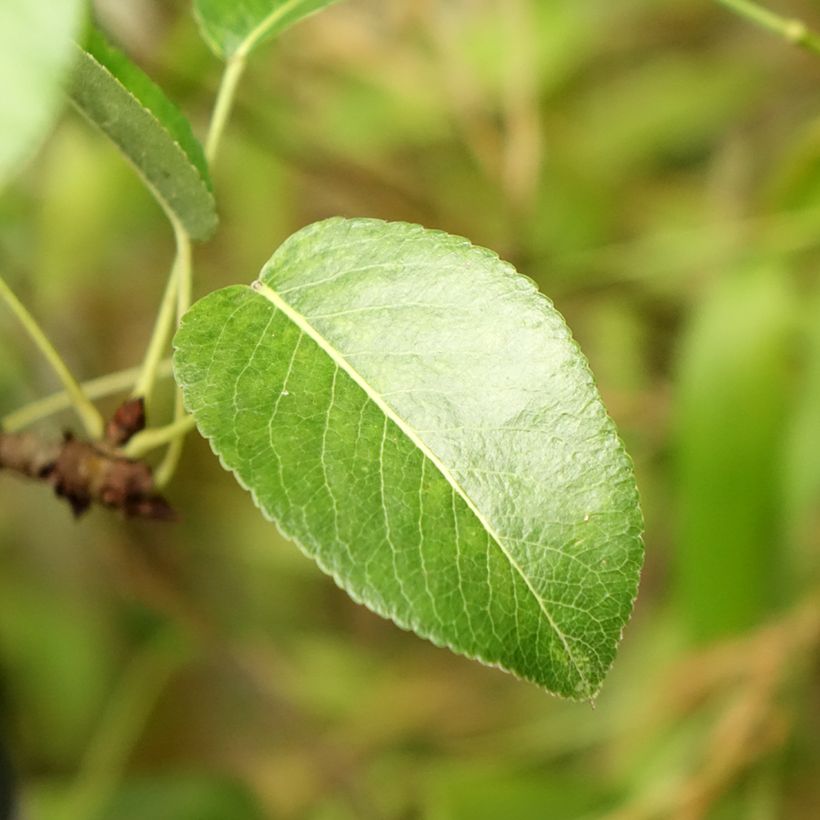 Poirier General Leclerc - Pyrus communis (Foliage)