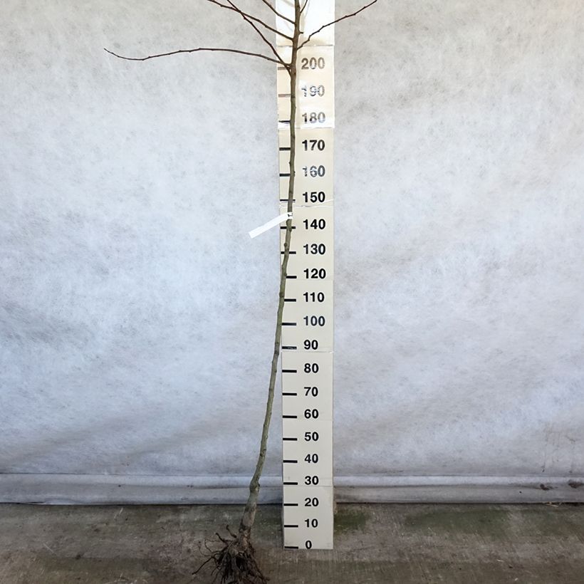 Spécimen de Poirier Saint Rémy Racines nues, Haute-Tige tel que livré en hiver